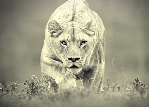 Lioness-Hunting-wallpaper
